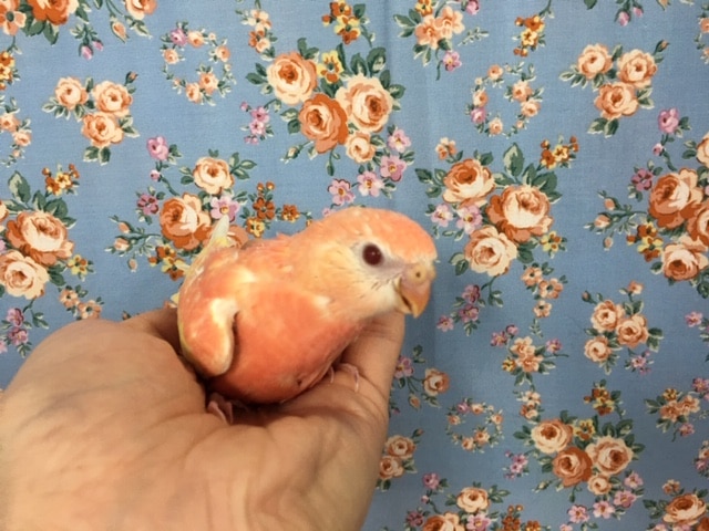 アキクサインコ（秋草インコ）