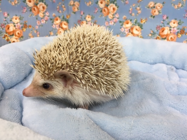 ハリネズミ（ヨツユビハリネズミ）