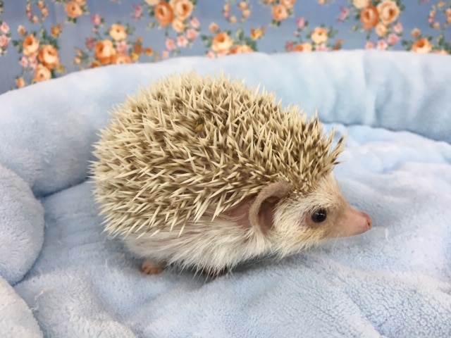 ハリネズミ（ヨツユビハリネズミ）