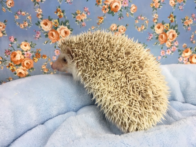 ハリネズミ（ヨツユビハリネズミ）