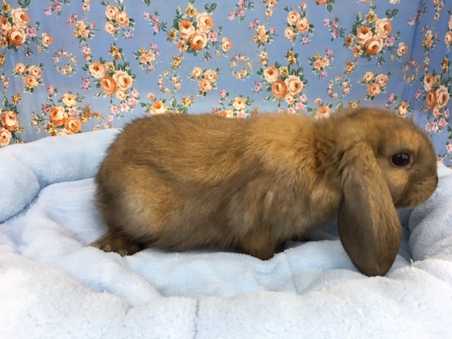 ロップイヤーラビット