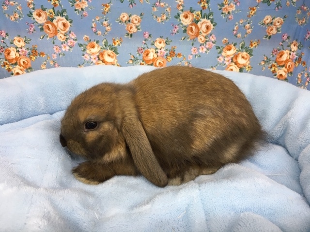 ロップイヤーラビット