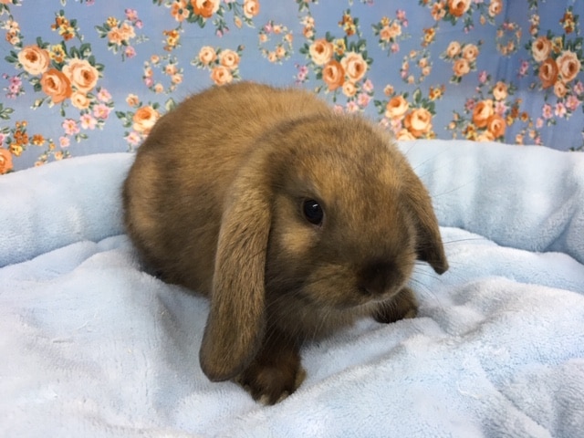 ロップイヤーラビット