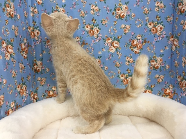 スコティッシュフォールド