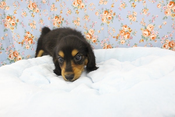 ミニチュアダックス