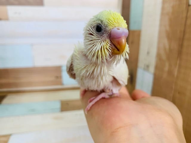 セキセイインコ