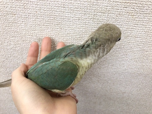 ウロコメキシコインコ