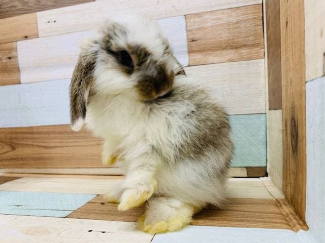 ロップイヤーラビット
