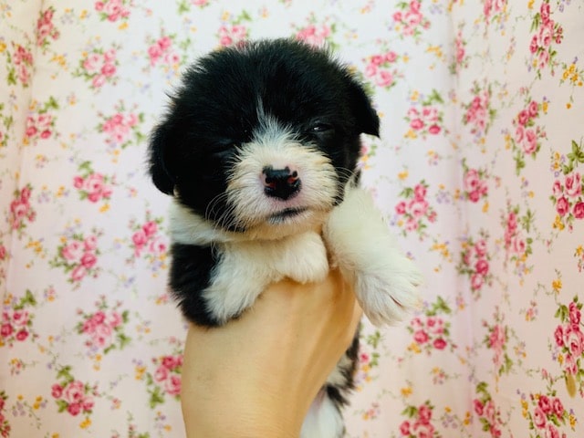 動画有り!寝言言います。。MIXわんこ(ビションxコーギー) 愛称が不明