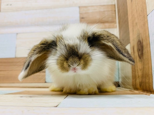 ロップイヤーラビット