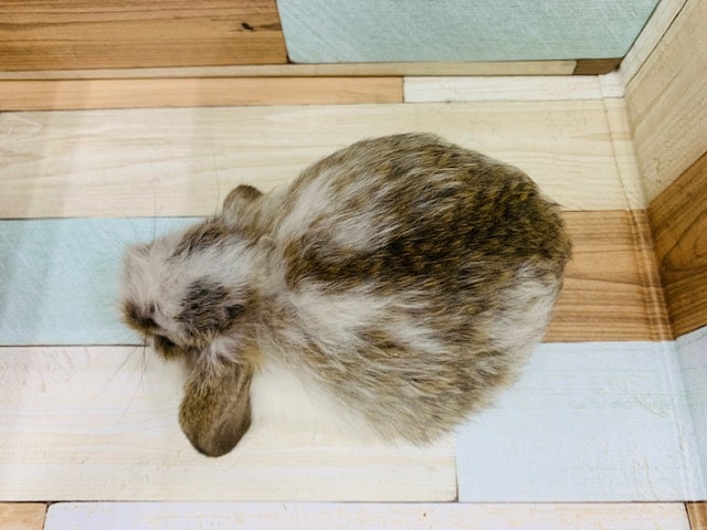 ロップイヤーラビット