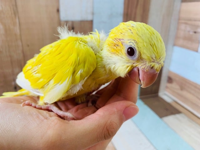 オキナインコ