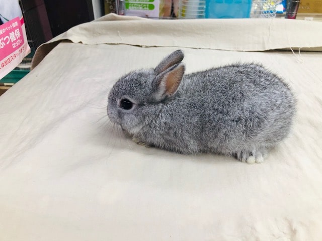 ミニウサギ