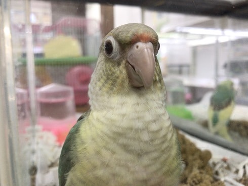 ウロコメキシコインコ