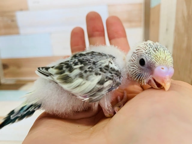 セキセイインコ