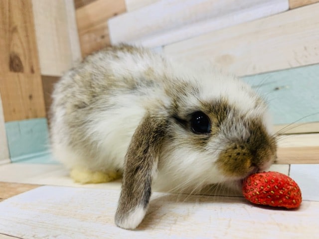 ロップイヤーラビット