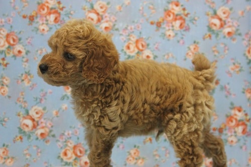 トイプードル