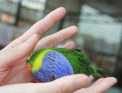 ゴシキセイガイインコ