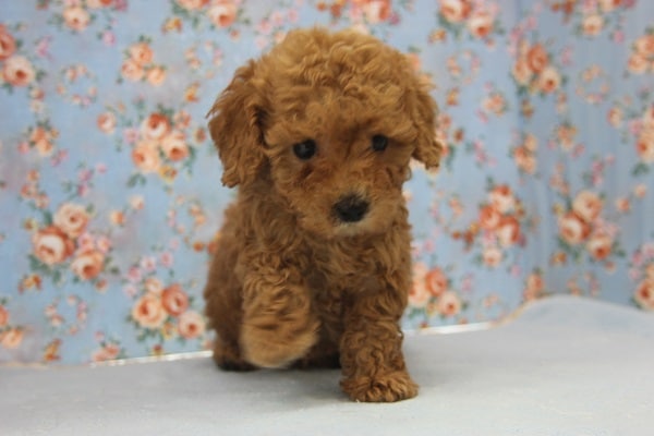 トイプードル