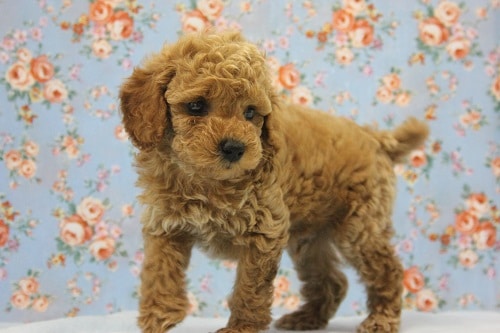 トイプードル