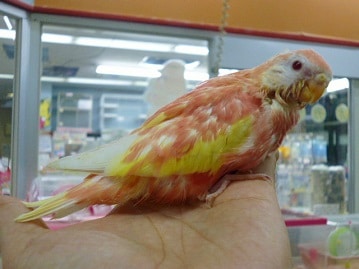 アキクサインコ（秋草インコ）