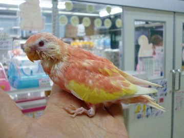 アキクサインコ ルビノー 2020年6月生まれ アキクサインコ(秋草インコ)