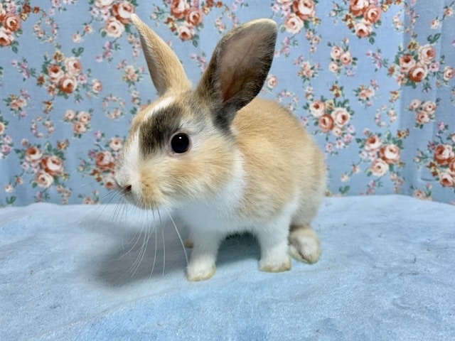 ミニウサギ