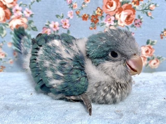 オキナインコ