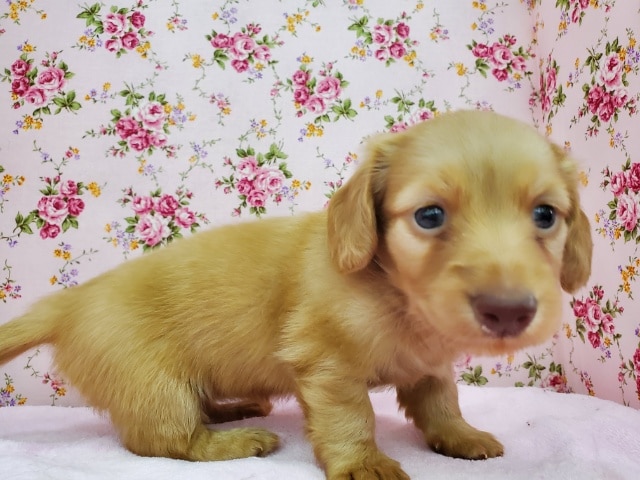 カニンヘンダックス