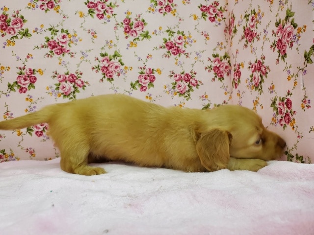 カニンヘンダックス