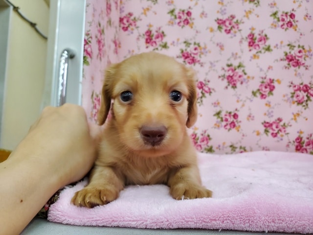 カニンヘンダックス