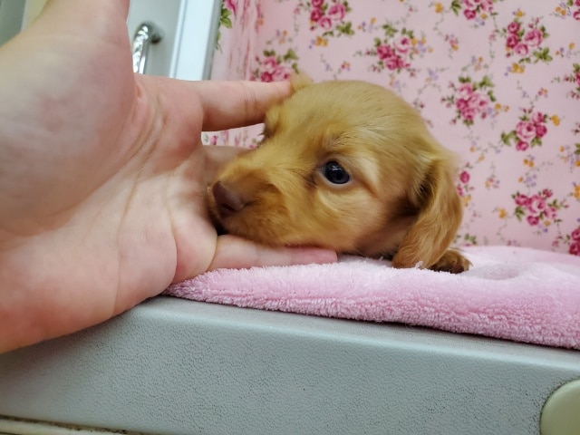 カニンヘンダックス