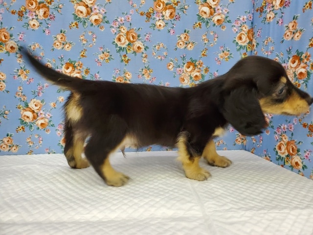 ミニチュアダックス