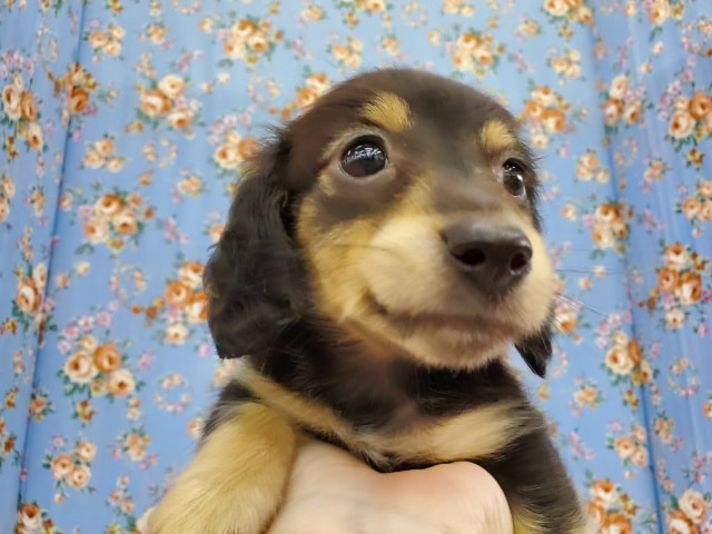 ミニチュアダックス