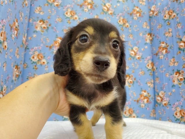 ミニチュアダックス