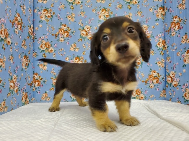 ミニチュアダックス