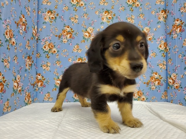 ミニチュアダックス