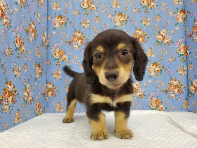 ミニチュアダックス