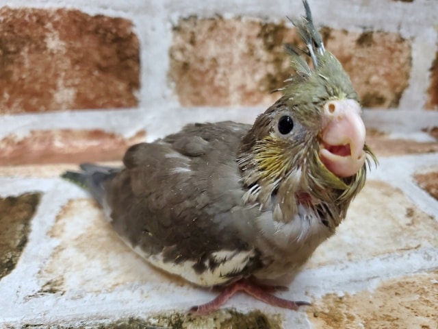 久しぶり?並オカメインコ! オカメインコ