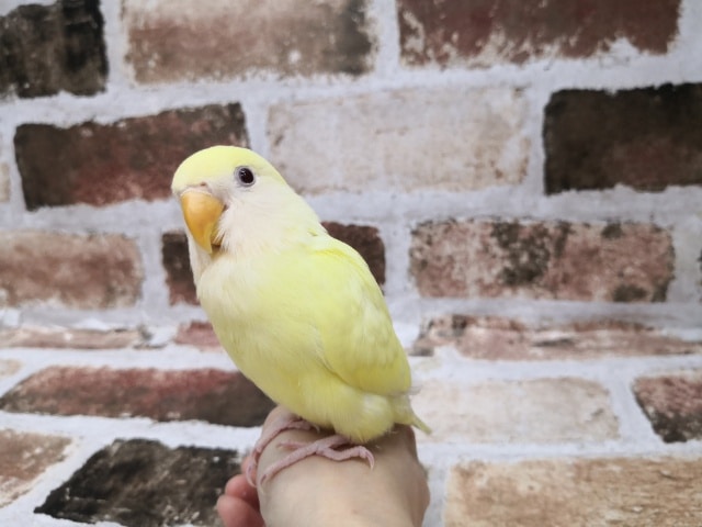 画像更新~!珍!クリーム小桜インコ♪ コザクラインコ(小桜インコ)