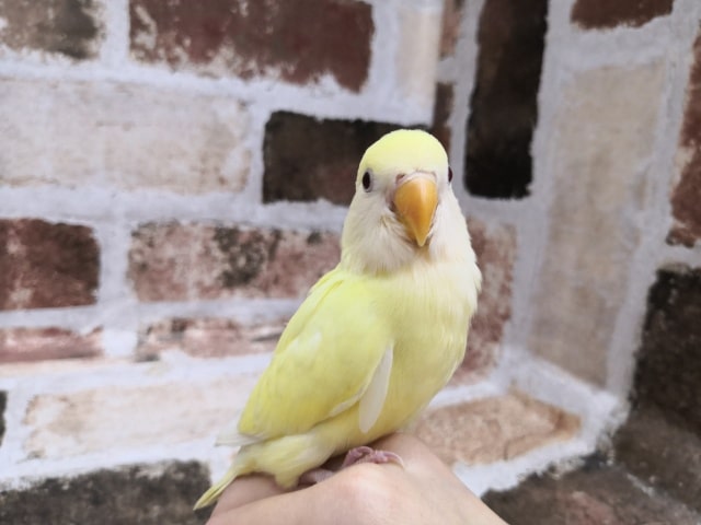 画像更新~!珍!クリーム小桜インコ♪ コザクラインコ(小桜インコ)