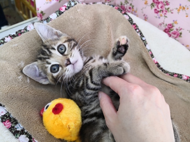 アメリカンショートヘア