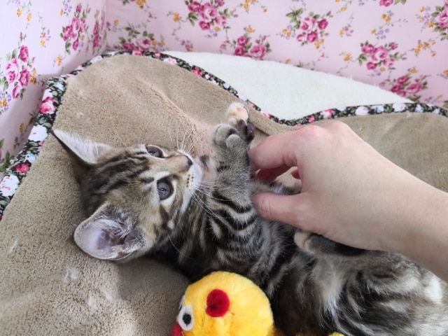 アメリカンショートヘア