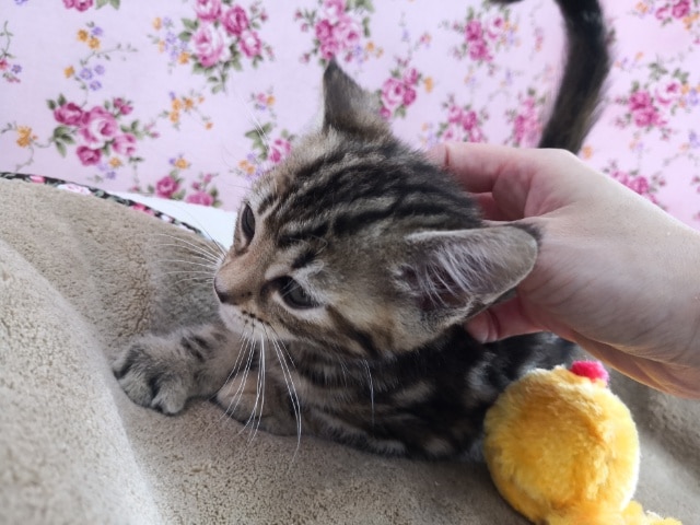 アメリカンショートヘア