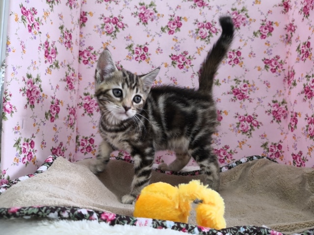 アメリカンショートヘア