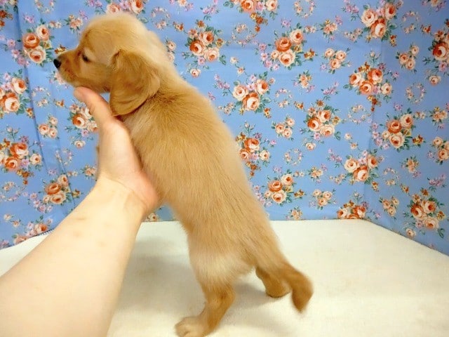 ミニチュアダックス