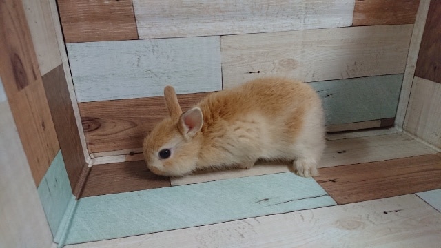 ネザーランドドワーフ