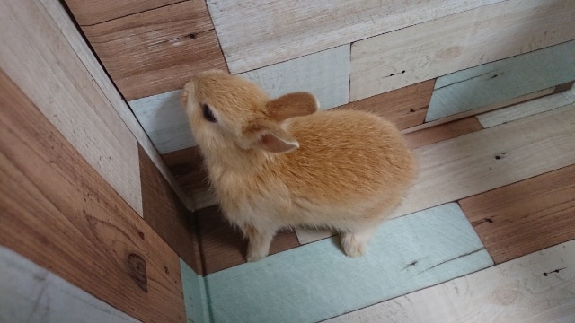 ネザーランドドワーフ