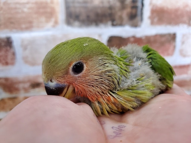 コザクラインコ（小桜インコ）