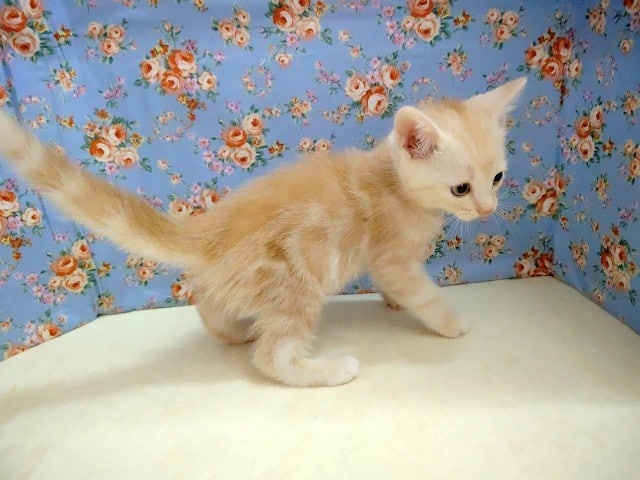 アメリカンショートヘア